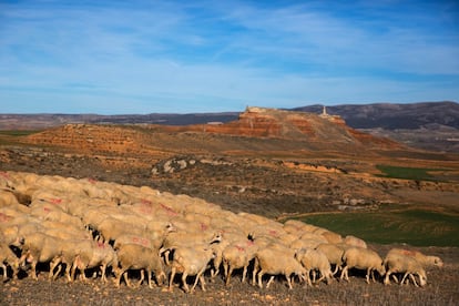 Un rebaño de ovejas en el campo de Alfambra. En estos lugares, el silencio solo es roto por el balido de los animales y los abucheos de Hassan. "¡'Baah'! ¡'Baah'!, ¡'Baah'! Susi, Lassie, ¡aquí!", grita de vez en cuando. "No entienden árabe, les hablo en español", asegura sonriente.