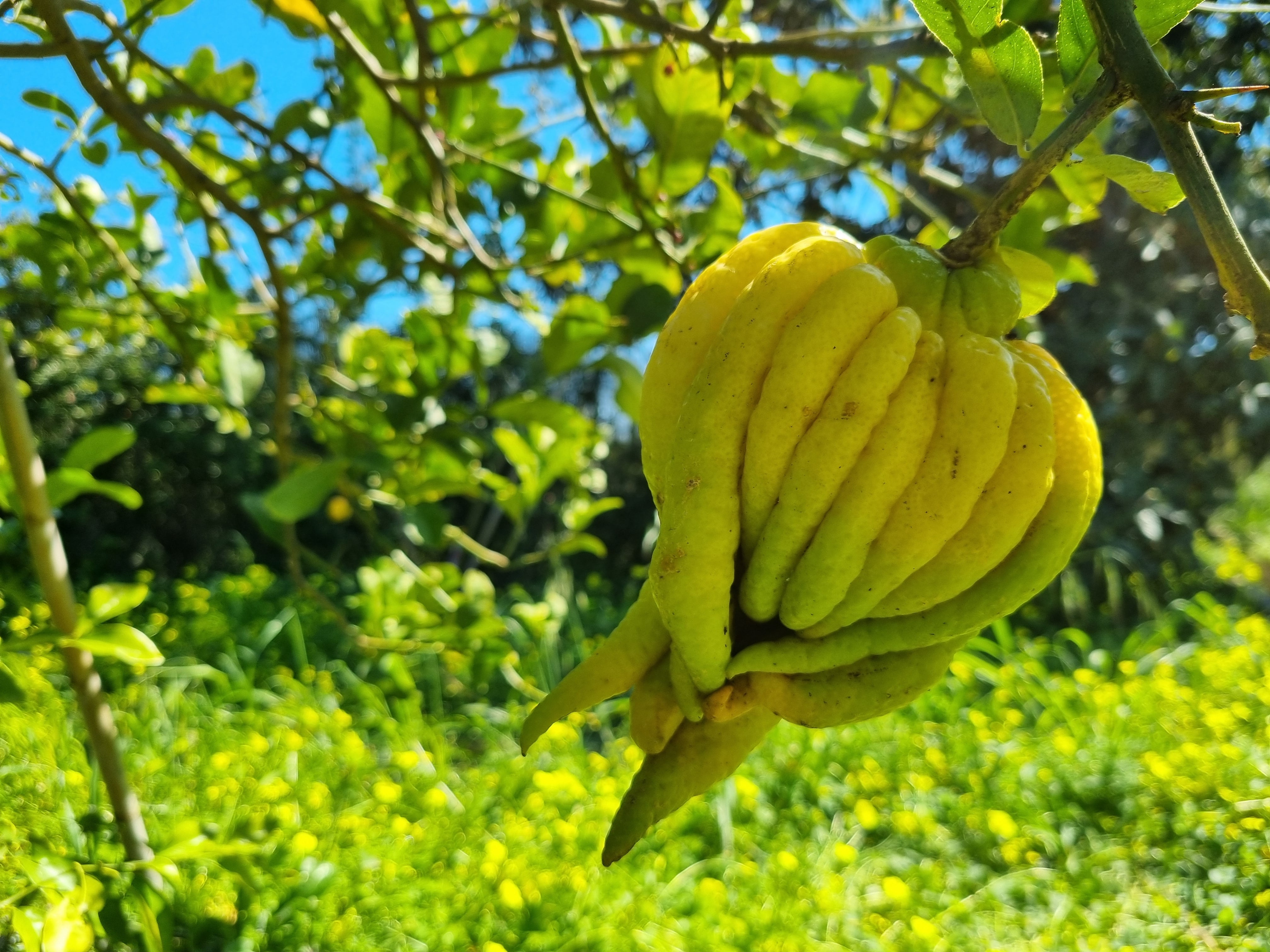 El cítrico 'mano de buda' de la colección de la Todolí Citrus Fundació.