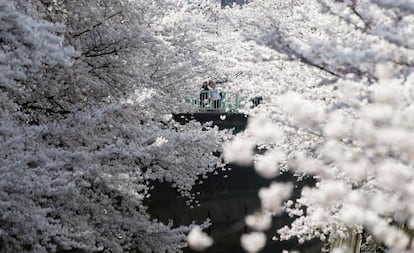 Los japoneses disfrutan estos días del 'sakura', la época de los cerezos en flor. Familias y amigos se reúnen a la sombra de estos árboles para dar la bienvenida a la primavera. Esta costumbre cada vez atrae a más turistas. En la imagen, flores de cerezo en un parque de Tokio (Japón).