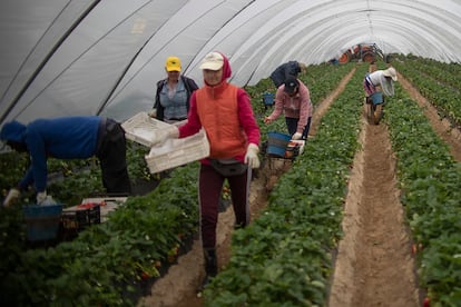 Recogida de fresas en fincas de Moguer (Huelva).