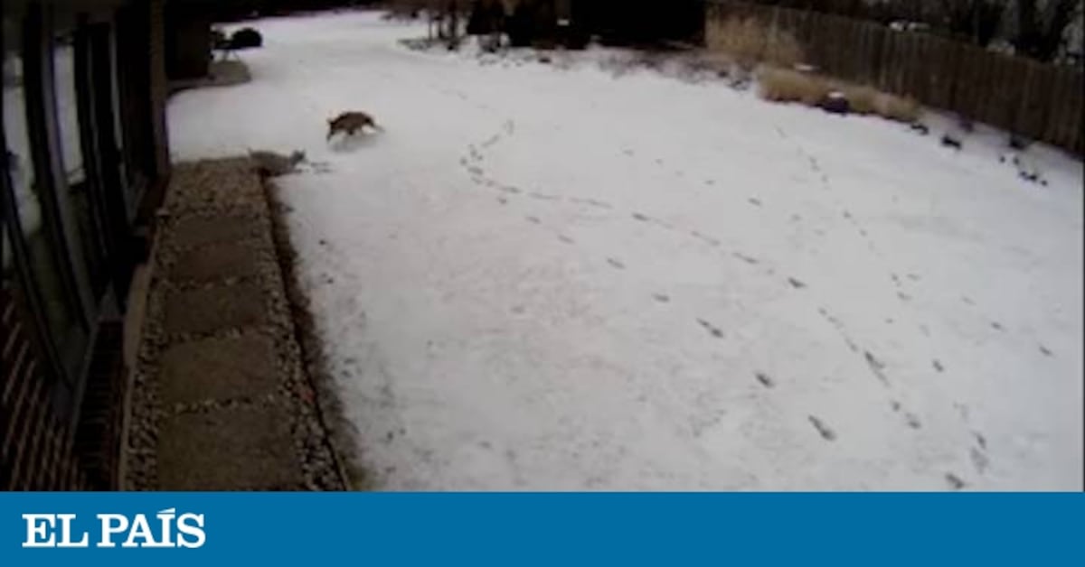 puede un perro matar a un coyote