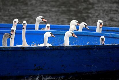 Una manada de cisnes en un bote sobre el río Alster para ser trasladados a los terrenos de invernada en Hamburgo-Winterhude (Alemania). 