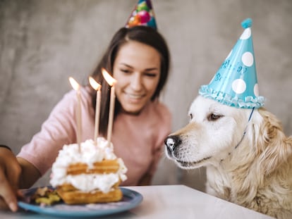 Un perro que no está cómodo disfrazado muestra señales como desviar la mirada, bostezar o sacudir su cuerpo.