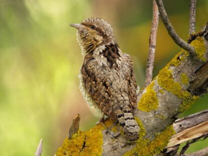 Torcecuello euroasiático. Foto ganadora del concurso Foto Aves 2011 (en la categoría de aves forestales de España).