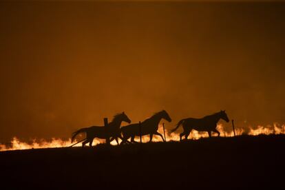 Tres caballos galopan huyendo de un incendio cerca de Canberra (Australia), el 1 de febrero.