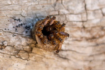 Detalle de abejas meliponas en un apiario en Hopelchén, Campeche.