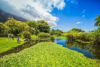 Kirstenbosch, término utilizado por los boers o afrikaners para designar “jardín botánico”, es el mayor de los ocho jardines botánicos nacionales de Sudáfrica, y está considerado uno de los más bellos del planeta. Más de 7.000 especies diferentes de plantas de la región –aromáticas, medicinales, ornamentales– crecen en sus 528 hectáreas divididas en 470 hectáreas de vegetación natural y 58 de jardines acondicionados. <a href="http://www.sanbi.org/gardens/kirstenbosch/" target="_blank">Kirstenbosch alfombra la Montaña de la Mesa</a>, a 13 kilómetros del centro de Ciudad del Cabo, y en verano invita a disfrutar de conciertos al aire libre, durante la puesta de sol, todos los domingos.