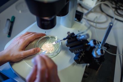 Un investigador observa el proceso CRISPR/Cas9 a través de un microscopio, el 22 de mayo de 2018.