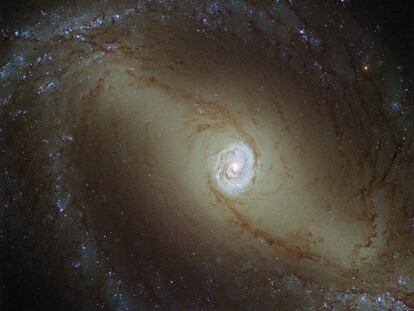 This view, captured by the NASA/ESA Hubble Space Telescope, shows a nearby spiral galaxy known as NGC 1433. At about 32 million light-years from Earth, it is a type of very active galaxy known as a Seyfert galaxy — a classification that accounts for 10% of all galaxies. They have very bright, luminous centres comparable to that of our galaxy, the Milky Way. Galaxy cores are of great interest to astronomers. The centres of most, if not all, galaxies are thought to contain a supermassive black hole, surrounded by a disc of infalling material. NGC 1433 is being studied as part of a survey of 50 nearby galaxies known as the Legacy ExtraGalactic UV Survey (LEGUS). Ultraviolet radiation is observed from galaxies, mainly tracing the most recently formed stars. In Seyfert galaxies, ultraviolet light is also thought to emanate from the accretion discs around their central black holes. Studying these galaxies in the ultraviolet part of the spectrum is incredibly useful to study how the gas is behaving near the black hole. This image was obtained using a mix of ultraviolet, visible, and infrared light. LEGUS will study a full range of properties from a sample of galaxies, including their internal structure. This Hubble survey will provide a unique foundation for future observations with the James Webb Space Telescope (JWST) and the Atacama Large Millimeter/submillimeter Array (ALMA). ALMA has already caught unexpected results relating to the centre of NGC 1433, finding a surprising spiral structure in the molecular gas close to the centre of NGC 1433. The astronomers also found a jet of material flowing away from the black hole, extending for only 150 light-years — the smallest such molecular outflow ever observed in a galaxy beyond our own. Links   Black Holes and Revelations (Space Scoop) 