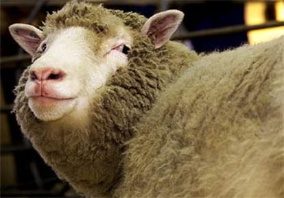 La oveja más famosa del mundo, en su establo del Instituto Roslin en enero de 2002.