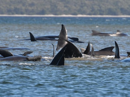 Varias ballenas varadas en Tasmania (Australia) en una imagen de este lunes.