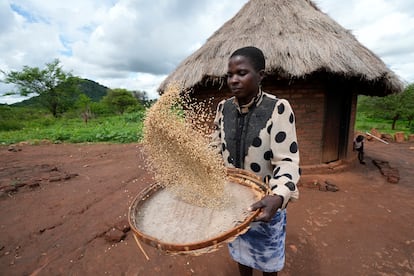 Maria Chagwena, una granjera de Zimbabue, aventa el mijo en su propiedad, en el distrito de Rushinga, cerca de la capital del país, Harare, en enero de 2023