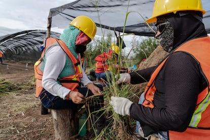 Dos trabajadoras preparan pasto salado en bolsas para el vivero.