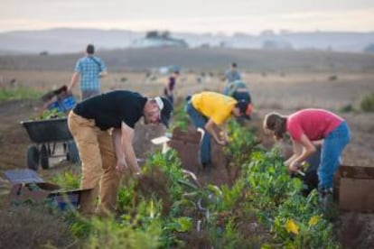 Voluntarios en una cosecha con fines solidarios en una la granja Bloomfield Organics, en Petaluma (California).