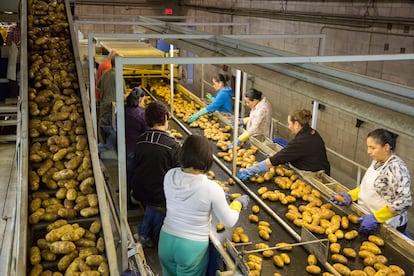 Trabajadores de una planta de procesamiento de patatas, en Idaho, en una foto de archivo.