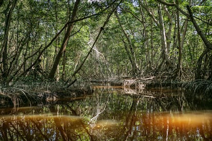 The community began to make channels to maintain the flow of water from the mangroves. Under these improved conditions, the mangroves can be reforested naturally. When the wind spreads the seeds, they find an ideal environment to reproduce.