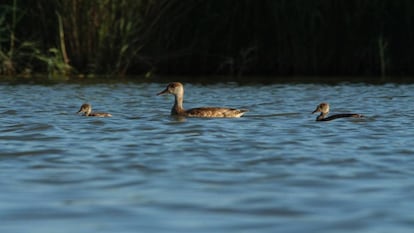 Pato colorado en las Tablas de Daimiel.