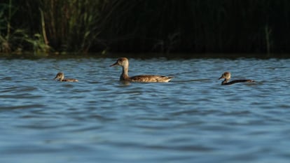 Pato colorado en las Tablas de Daimiel.