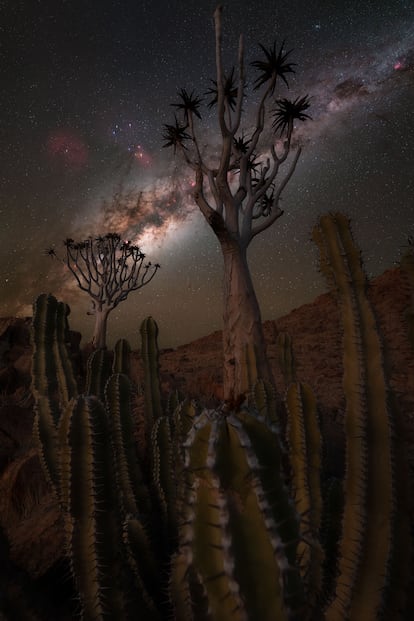 'Spines and Starlight'. Kanaan, Namibia.