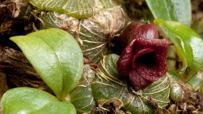 Uma nova espécie de orquídea, 'Porpax verrucosa', encontrada no Camboja.