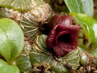 Uma nova espécie de orquídea, 'Porpax verrucosa', encontrada no Camboja.