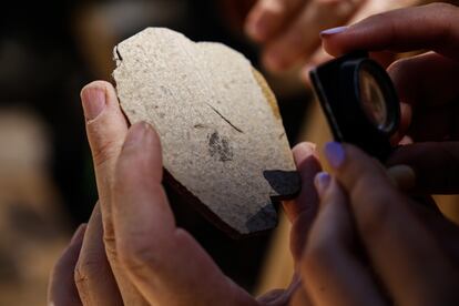 Un investigador estudia para su documentación uno de los restos fósiles encontrados durante la campaña de 2022 en el yacimiento de Las Hoyas de Cuenca.