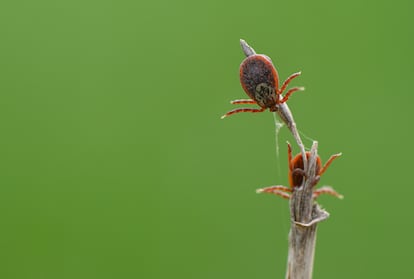 Ixodida