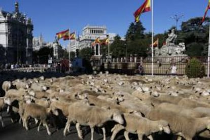 Un rebaño de unas 2.000 ovejas merinas cruzó hoy el centro de Madrid en la vigésima edición de la Fiesta de la Trashumancia, con la que se recupera una tradición de la Edad Media y se reivindica el papel de la ganadería en la conservación de la riqueza cultural y natural del país. En la foto, el rebaño a su paso por la Plaza de Cibeles.
