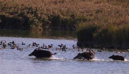 Un grup de porcs senglars es banya als Aiguamolls de l'Empordà.