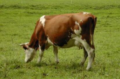 Una vaca pasta en un prado.