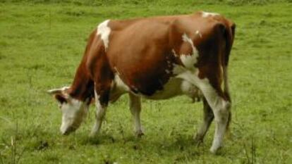Una vaca pasta en un prado.