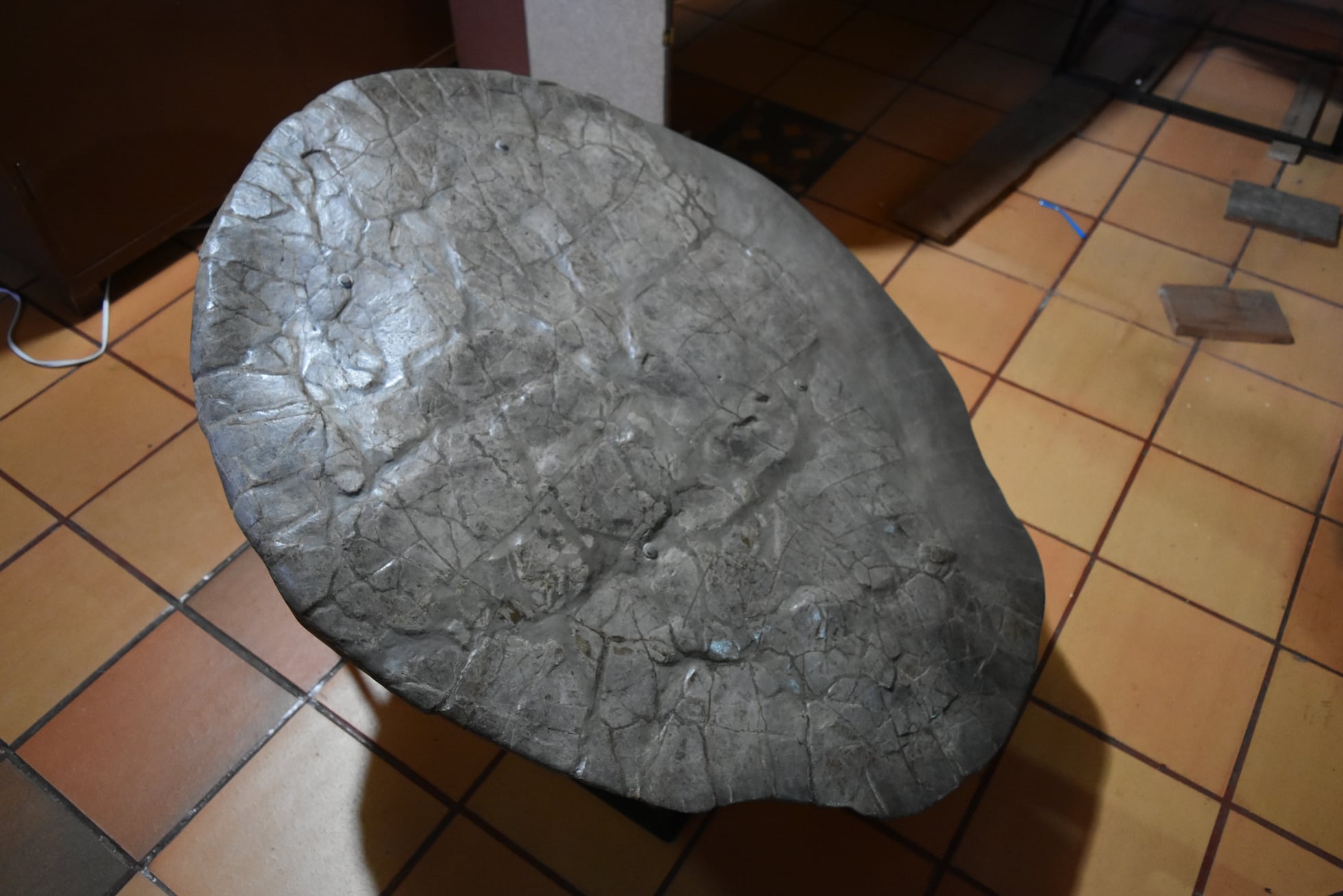 Fósiles de tortugas de 1,5 metros dan pistas de un sistema de lagos en ...