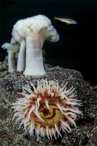 Imagem da vida submarina feita em Hurst Island, Canadá.