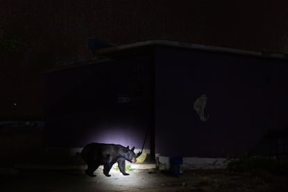 A black bear walks around a house in Coahuila, northern Mexico