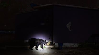 A black bear walks around a house in Coahuila, northern Mexico, in October 2022.