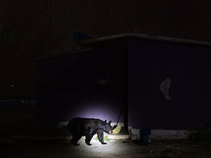 A black bear walks around a house in Coahuila, northern Mexico, in October 2022.