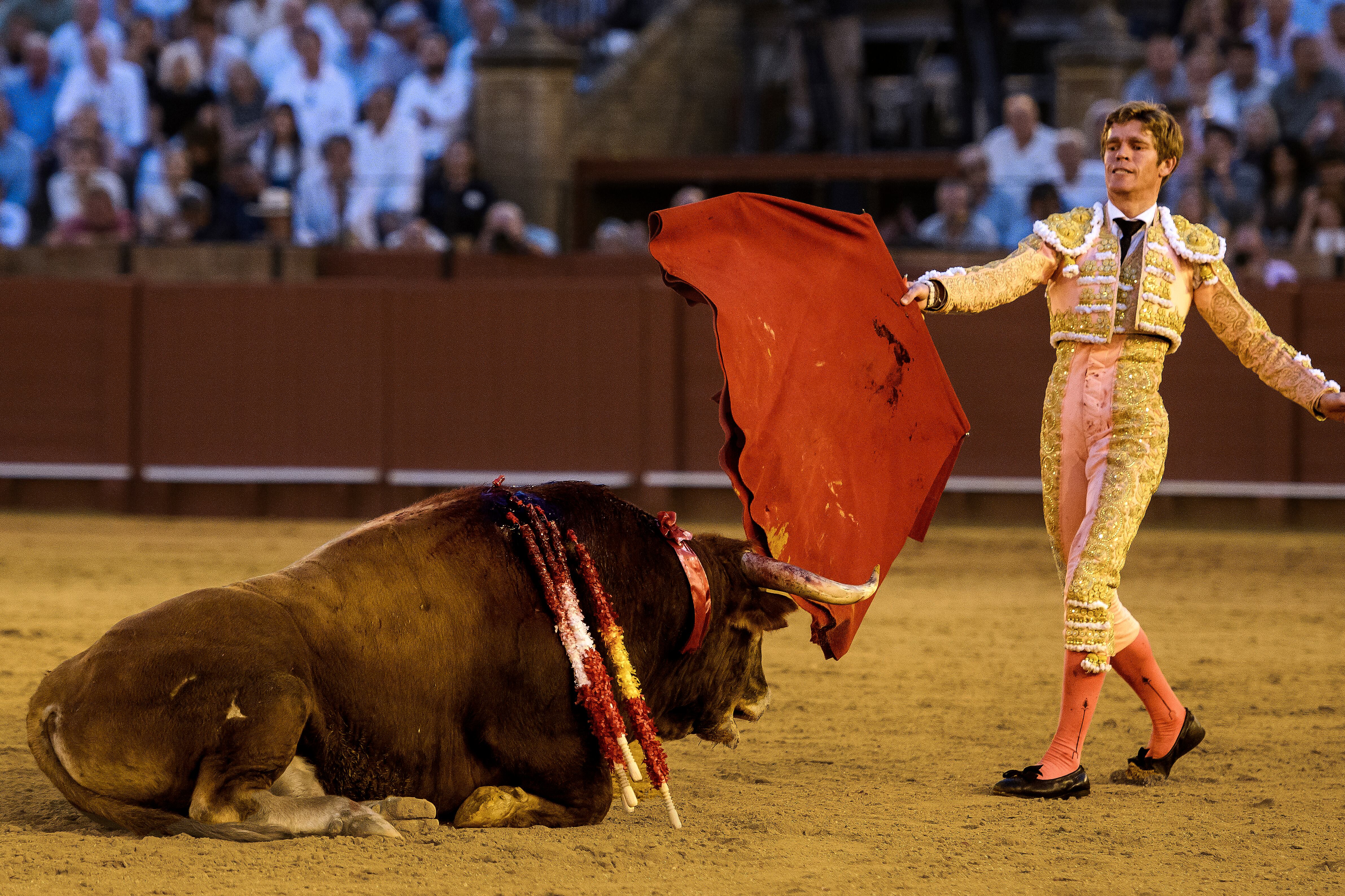 Borja Jiménez intenta levantar a su segundo toro, desplomado en el albero durante la faena de muleta.
