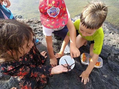 Varios niños observan una especie de estrella a la que tratan de mantener húmeda, ya que no puede permanecer fuera del agua.