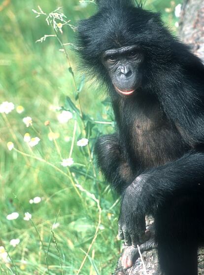 Ulindi, bonobo hembra del parque zoológico de Leipzig (Alemania), cuyo genoma ha sido secuenciado