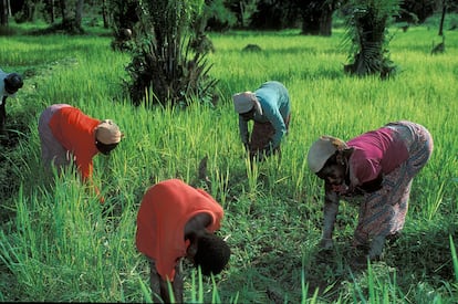 Unas campesinas ghanesas trabajan en el campo.