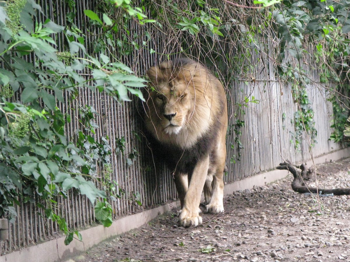 Denmark zoo puts out call for healthy unwanted pets to feed to its lions and tigers