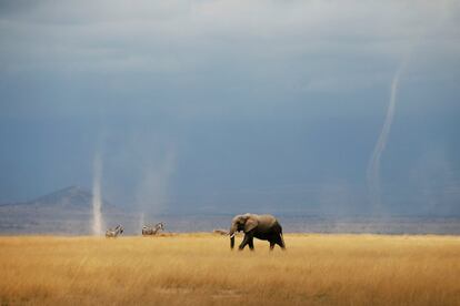 Un elefante y cebras caminando entre torbellinos en el Parque Nacional de Amboseli (Kenia).