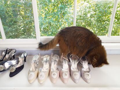 Su colección de zapatos de Chanel y su gato, Fang.