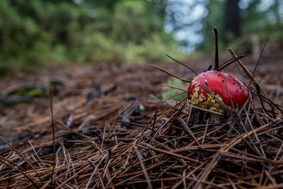 El hongo amanita muscaria, uno de los hongos no comestibles por su alto nivel de toxicidad para el ser humano. 