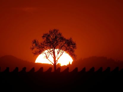 Atardecer en un viñedo de Osthoffen (Francia), el 17 de septiembre de 2017.