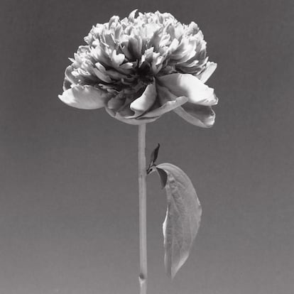  

	Robert Mapplethorpe
	Flower, 1984