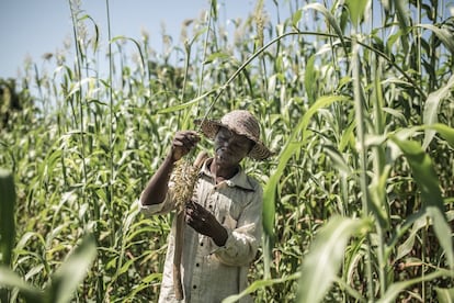 Nabonswendé Sawadogo tiene 34 añosy es de Wapassi, un pueblo de la comuna de Pissila, en Burkina Faso, de 3.550 habitantes. Tiene dos mujeres, siete hijos y vive con 31 personas. Nabonswendé trabaja en el campo todo el día. De pequeño no fue a la escuela pero afortunadamente ha podido escolarizar a sus hijos gracias al dinero que recibe por la venta de sus cosechas en el mercado. 