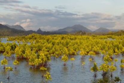 Manglares en la bahía de Calang Bay, en la costa oeste de la provincia de Aceh, en Sumatra.