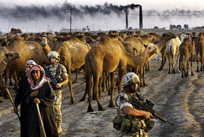 Soldados británicos, junto a una caravana de camellos conducida por comerciantes en Irak.