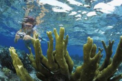 Buceo entre corales en la isla de Bonaire, en el mar Caribe.